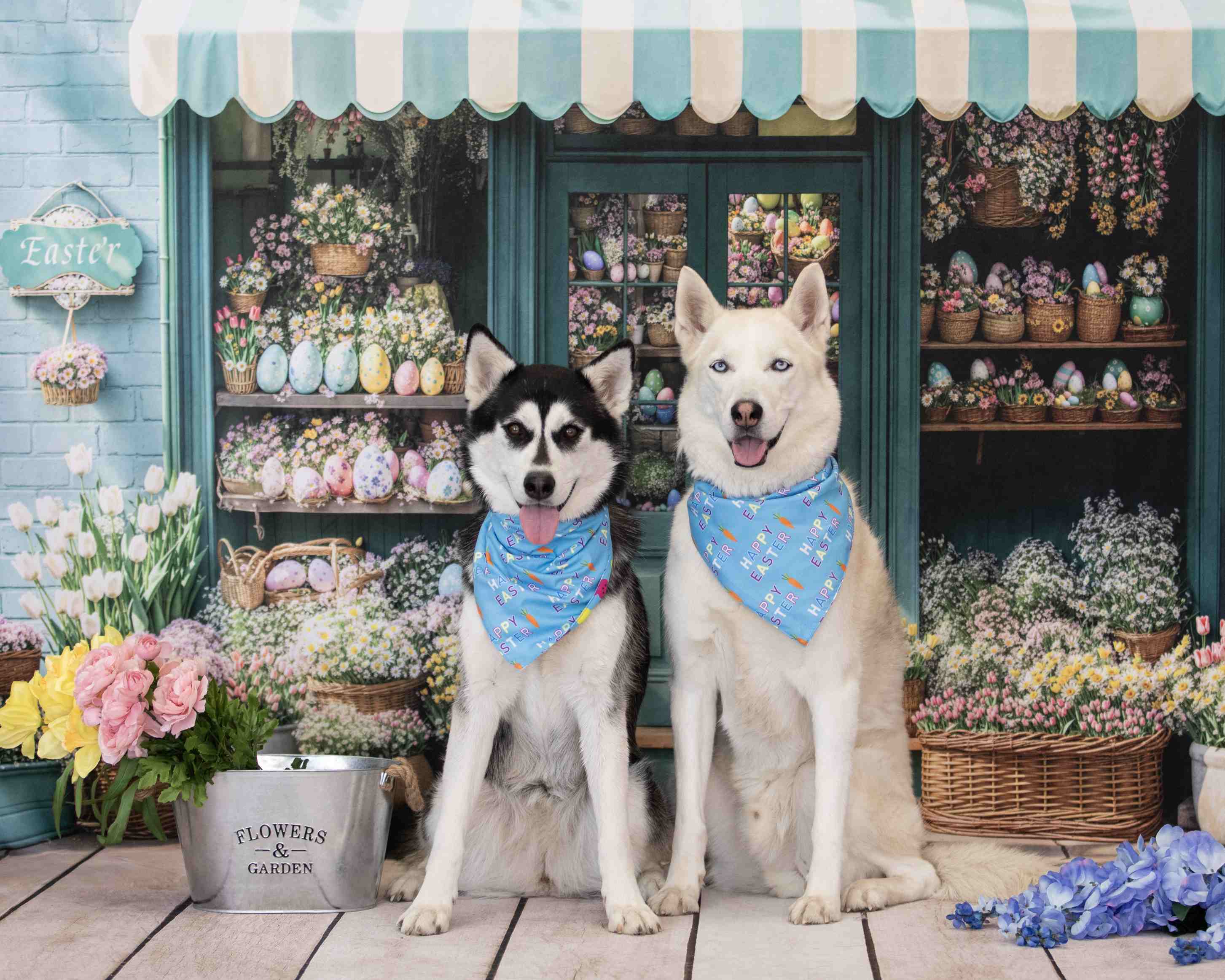 Kate Pâques Boutique de Fleurs Bleu Soleil Toile de fond conçue par Emetselch - Kate Backdrop FR