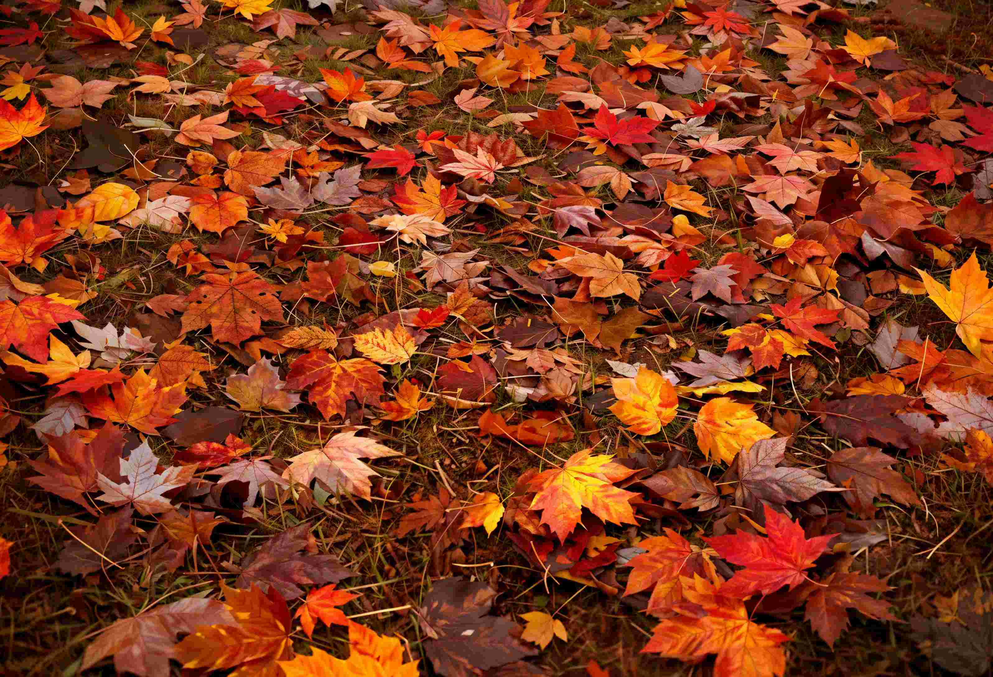 Kate Automne Forêt Feuille d'érable Rouge Sol Fond en Vinyle - Kate Backdrop FR