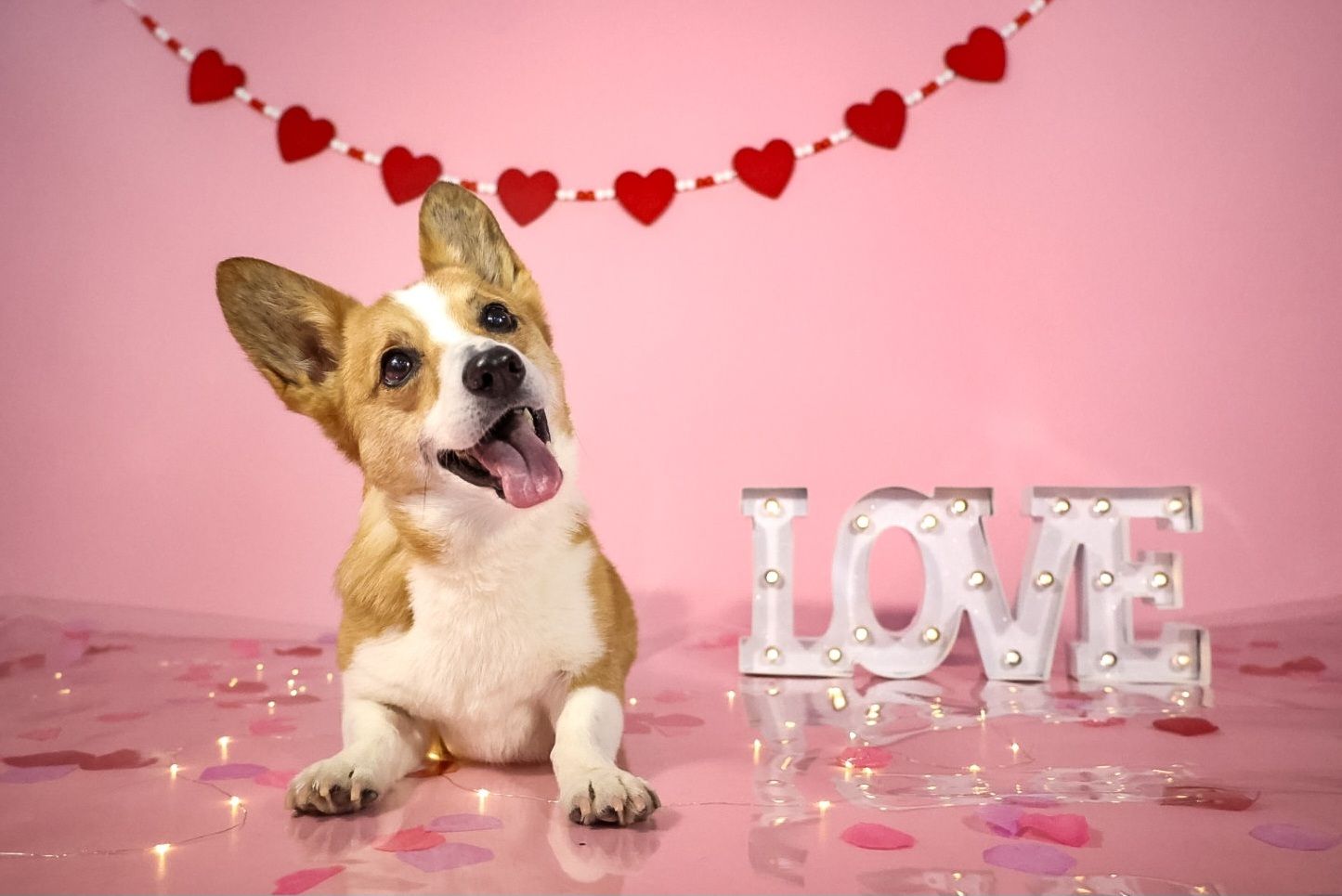 Kate Bébé Rose Fond de Papier Sans Couture pour la photographie - Kate Backdrop FR