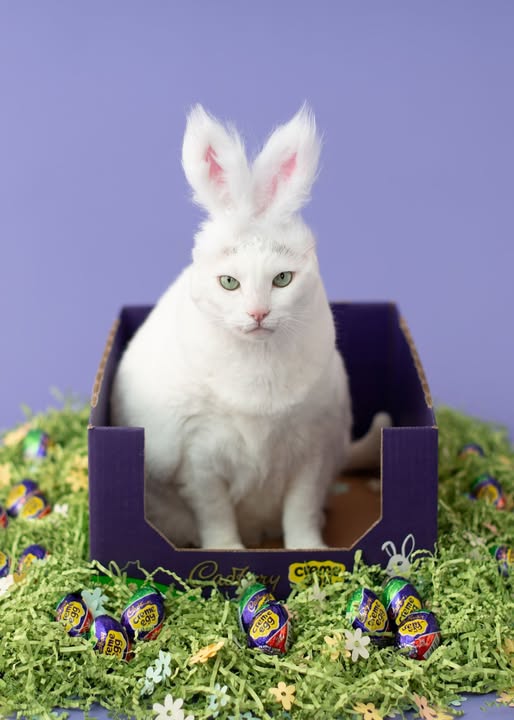Kate Chardon Violet Fond de Papier Sans Couture pour la photographie - Kate Backdrop FR