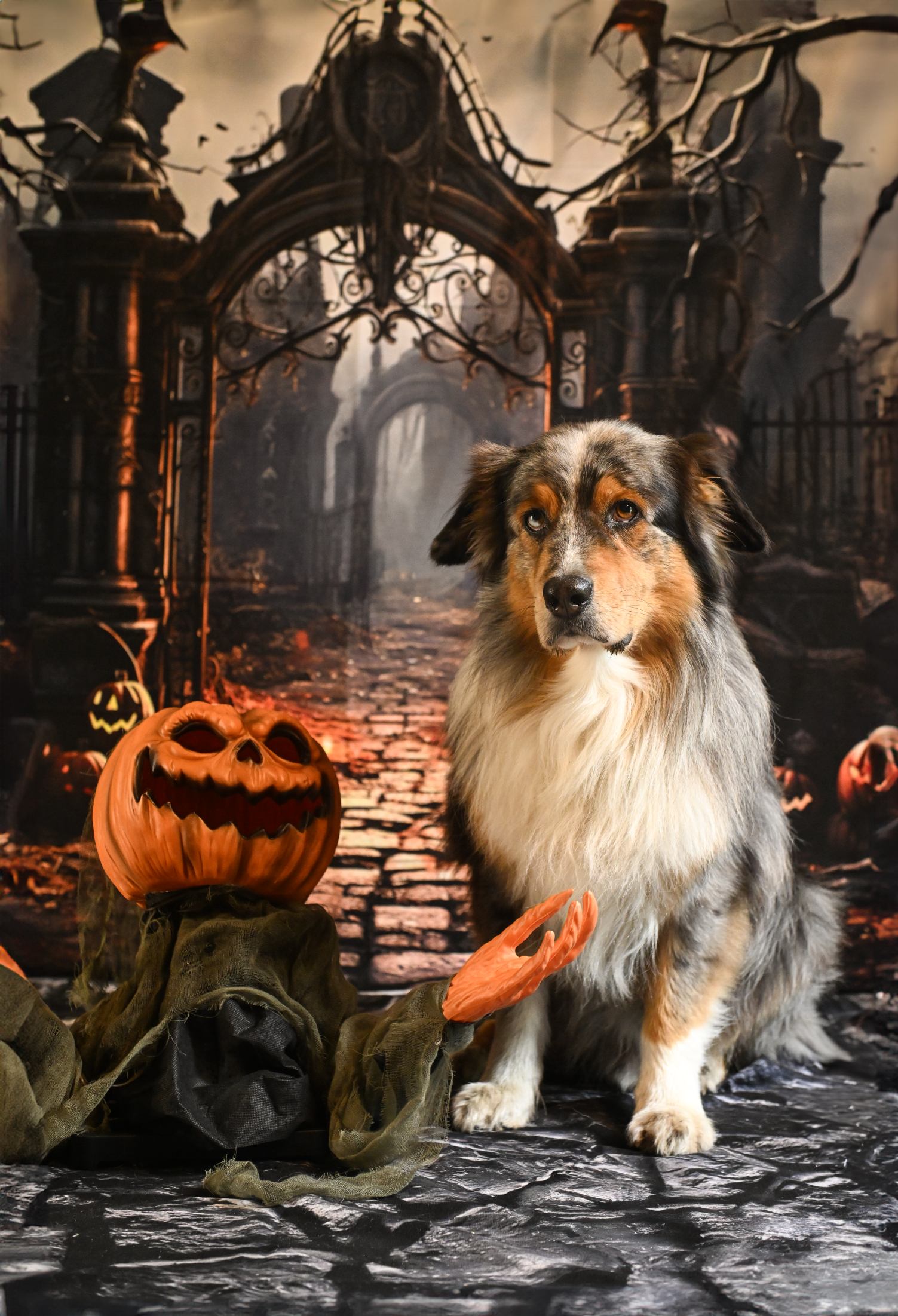 Kate Halloween Chemin Porte Citrouille Toile de fond conçue par Chain Photographie - Kate Backdrop FR