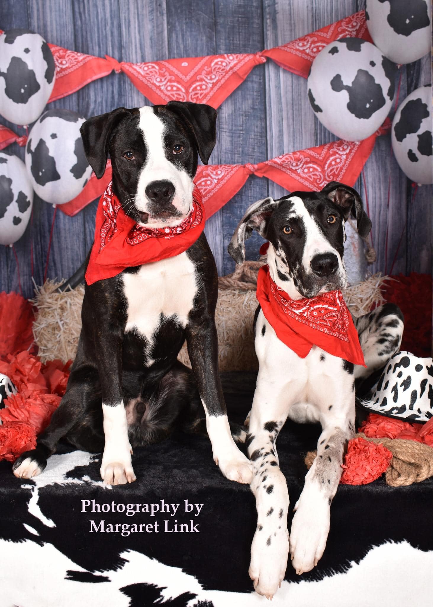 Kate Décorations Automne Cowboy Rouge Toile de fond conçue par shutter swan - Kate Backdrop FR