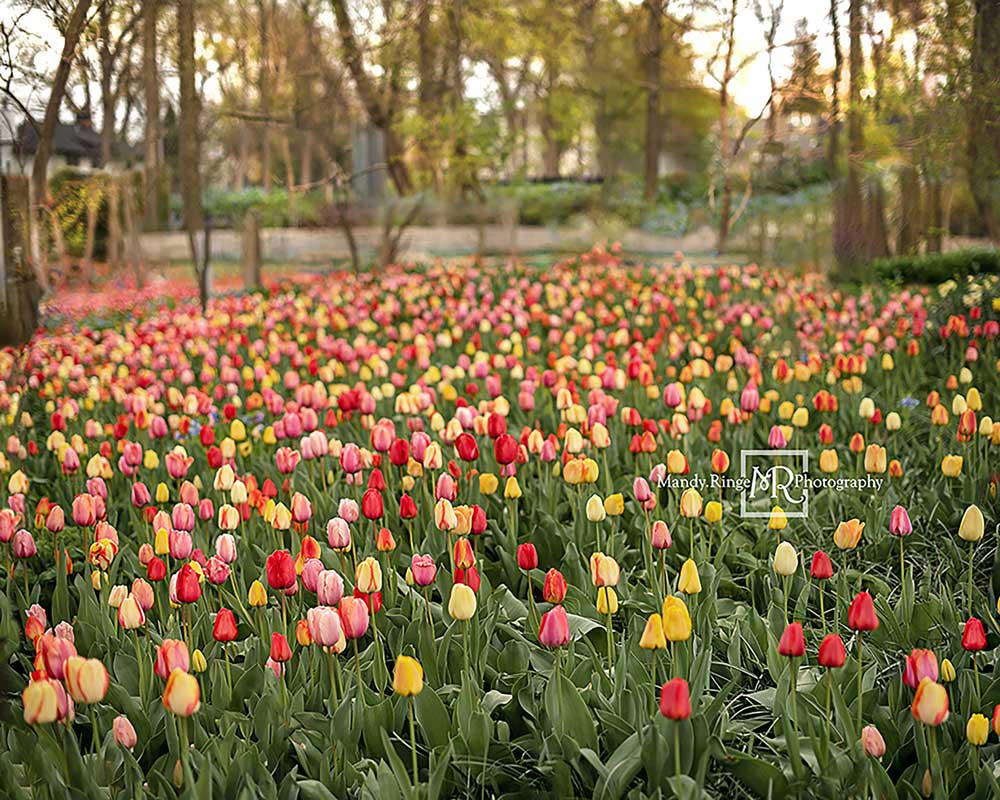 Kate Champ de tulipes Printemps Fleurs Toile de fond conçue par Mandy Ringe - Kate Backdrop FR