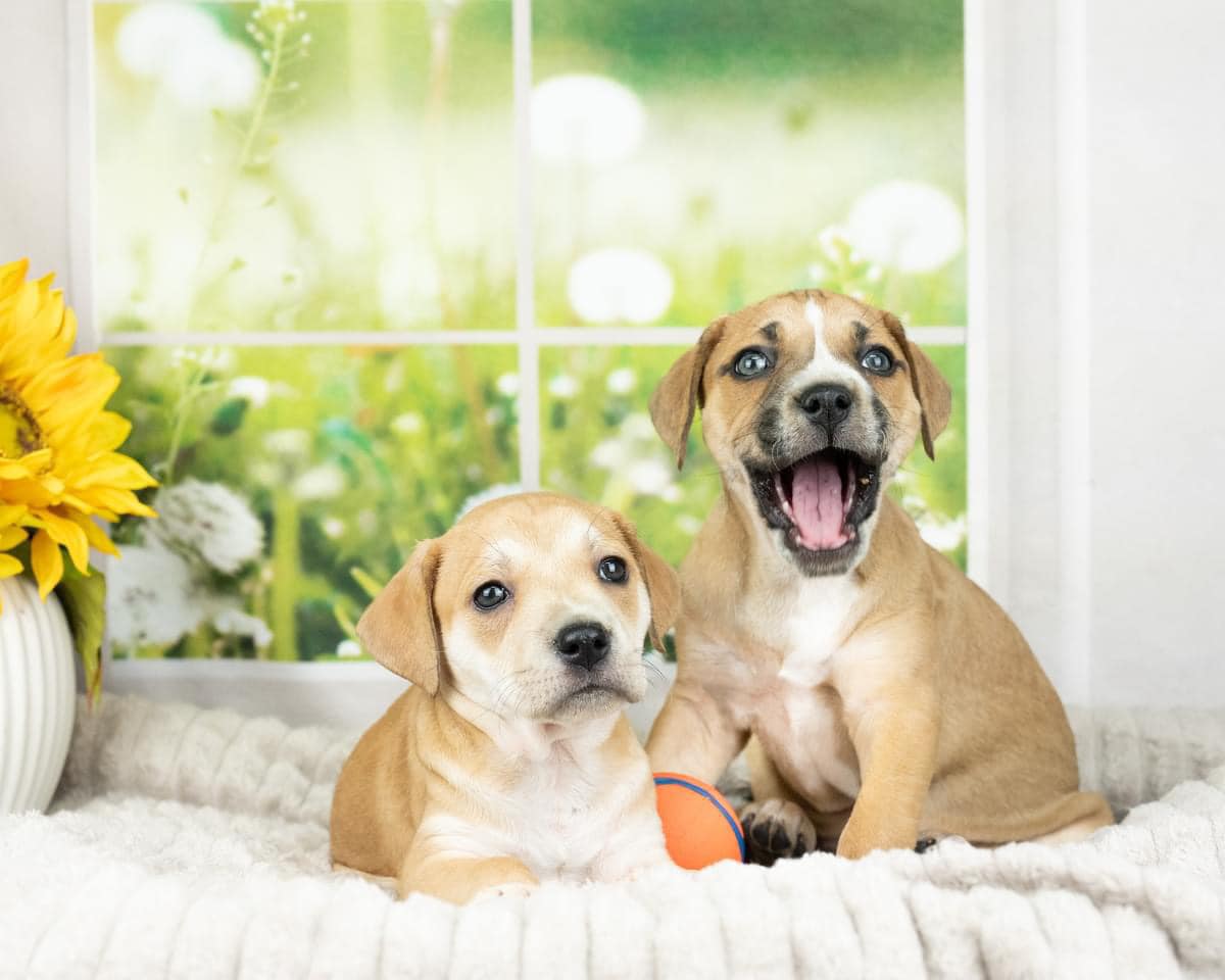 Kate Jardin Printemps Vert Fenêtre Toile de fond conçue par Emetselch - Kate Backdrop FR