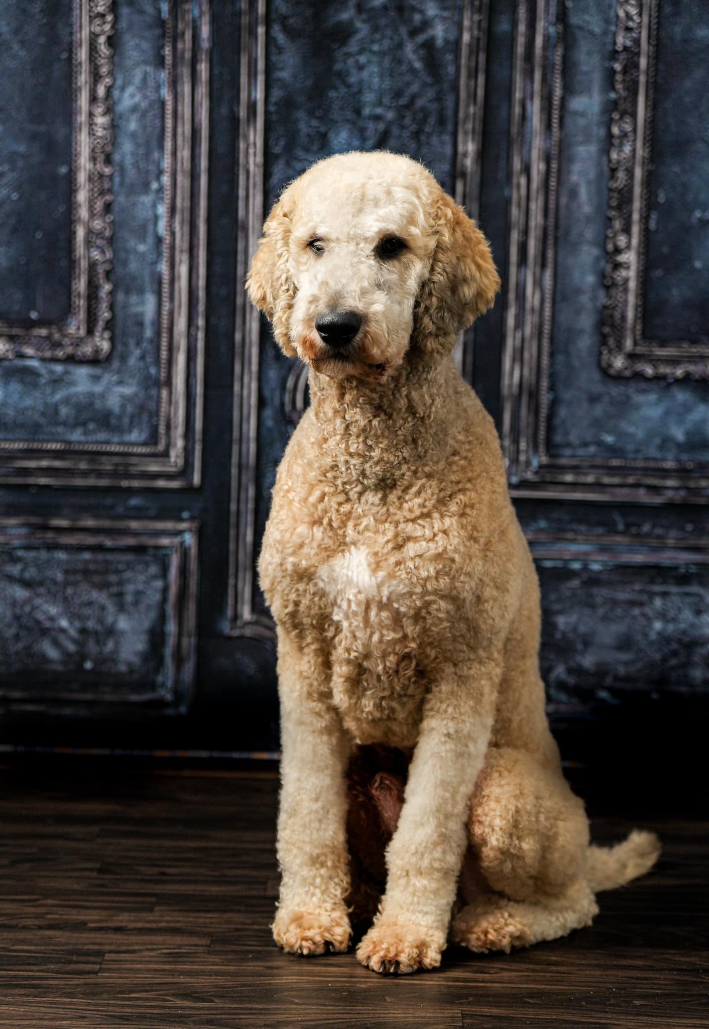 Kate Bleu foncé Vintage Mur Boudoir Mariage Toile de fond conçu par Chain Photographie - Kate Backdrop FR