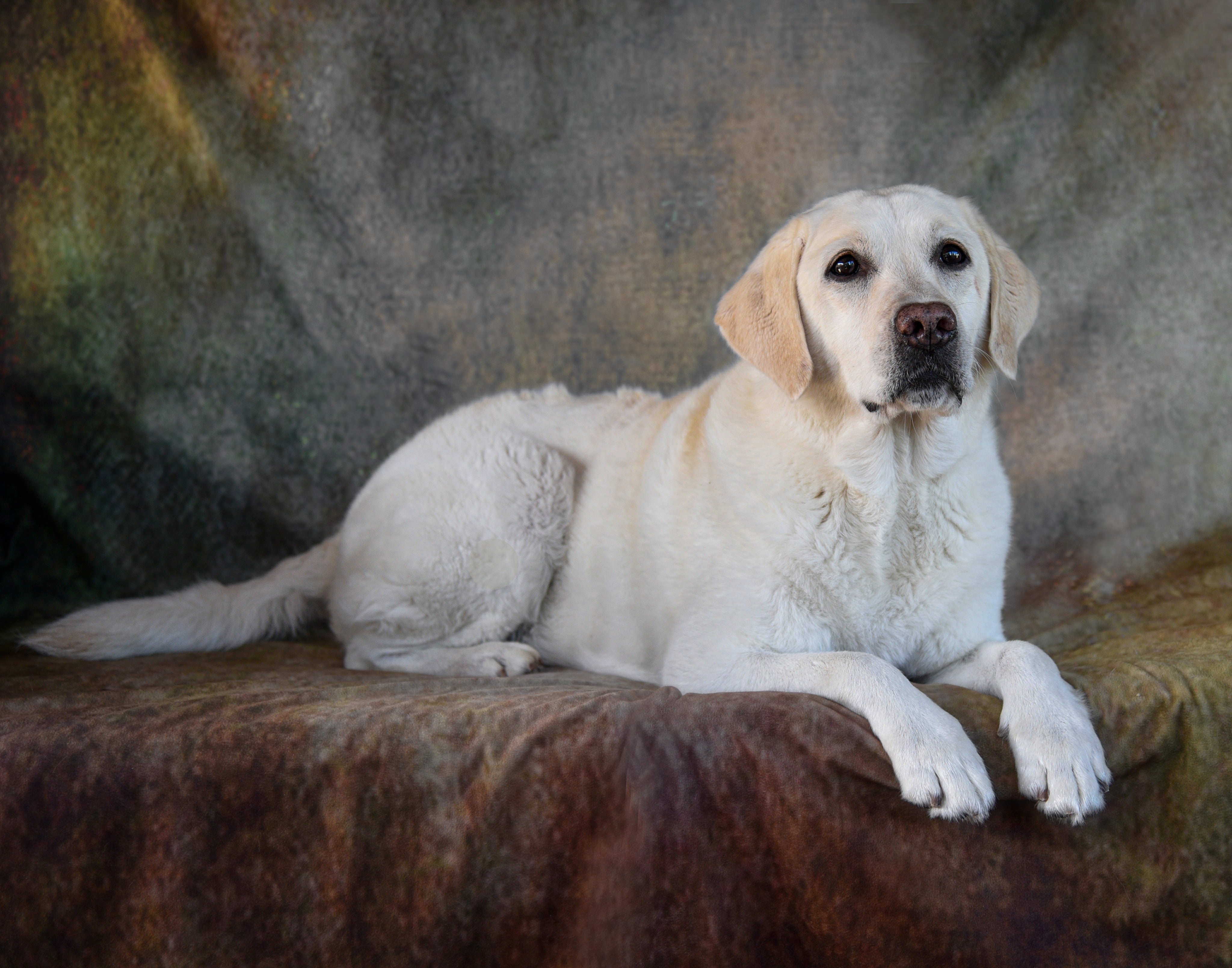 Kate texture abstraite comme toile de fond en fer rouillé pour portrait - Kate Backdrop FR