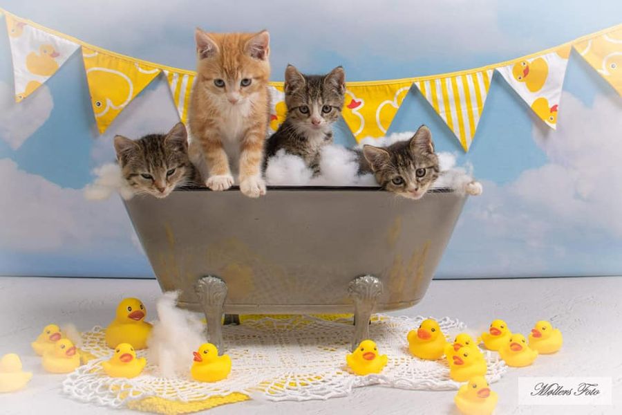 Kate Nuages Amour Ciel Bleu La Saint-Valentin Toile de fond pour la photographie - Kate Backdrop FR