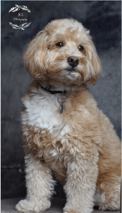Katebackdrop£ºKate Gray Mixed Indigo Abstract Texture Backdrop for Photography