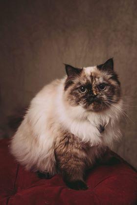 Katebackdrop:Kate Fine Art Sand Storm Abstract Backdrop for Photography Designed by Veronika Gant