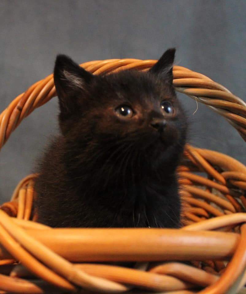 Katebackdrop:Kate Cold Gray Texture Abstract Background Photos Backdrop