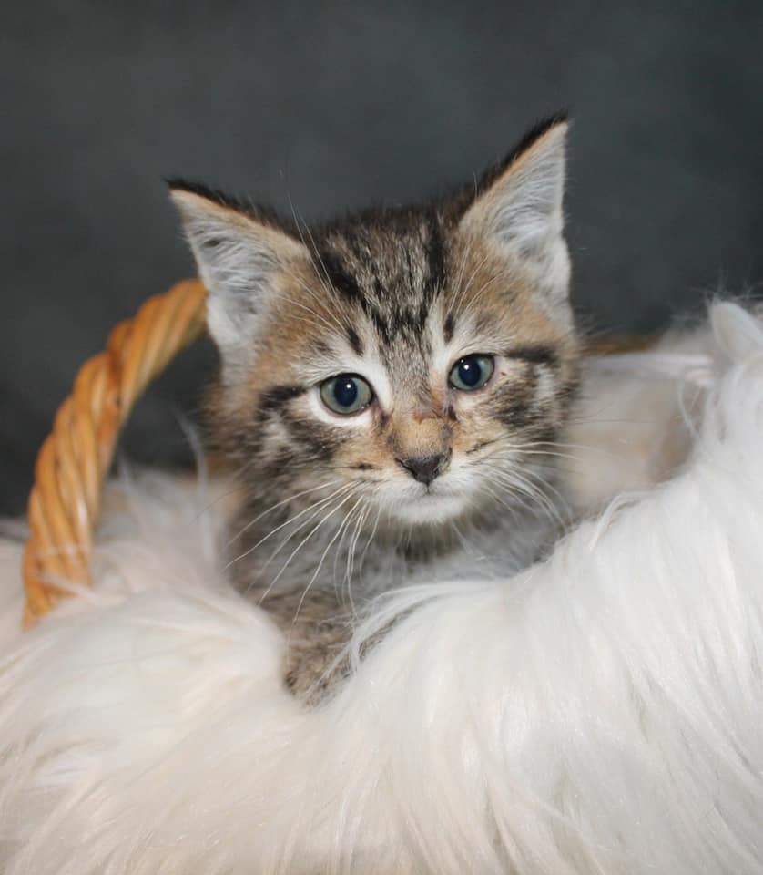 Katebackdrop:Kate Cold Gray Texture Abstract Background Photos Backdrop