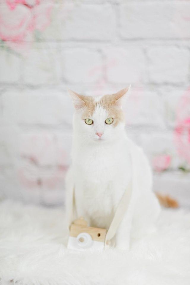 Katebackdrop鎷㈡綖Kate Valentine Flower Brick Backdrop for Photography