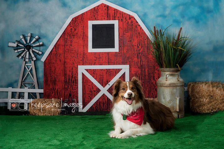 Katebackdrop£ºKate Barnyard Fun Children Summer Backdrops Designed by Arica Kirby