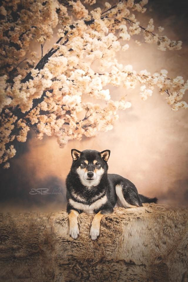 Katebackdrop£ºKate Abstract Background With Flowers Backdrops for Photography