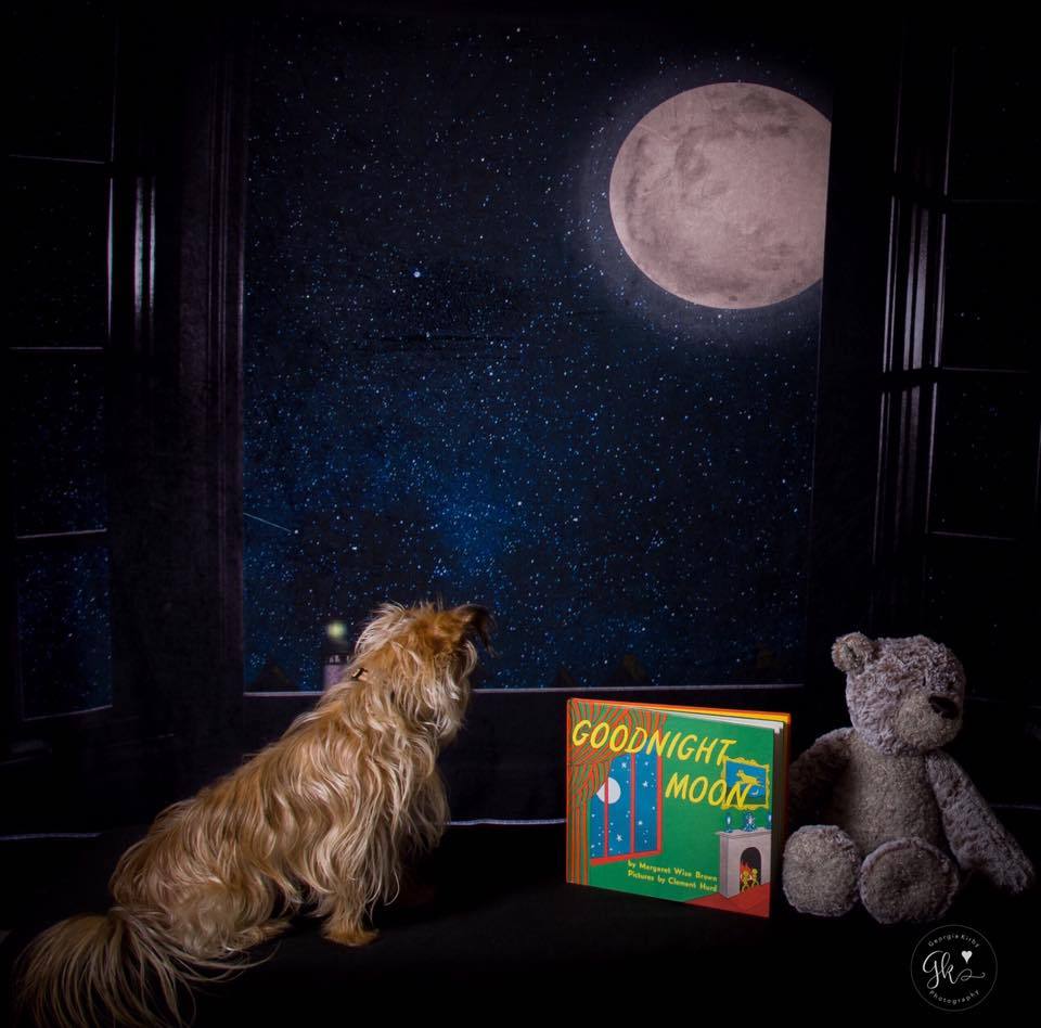 Katebackdrop£ºKate Window Night with Moon and Star View Backdrop Designed By Jerry_Sina