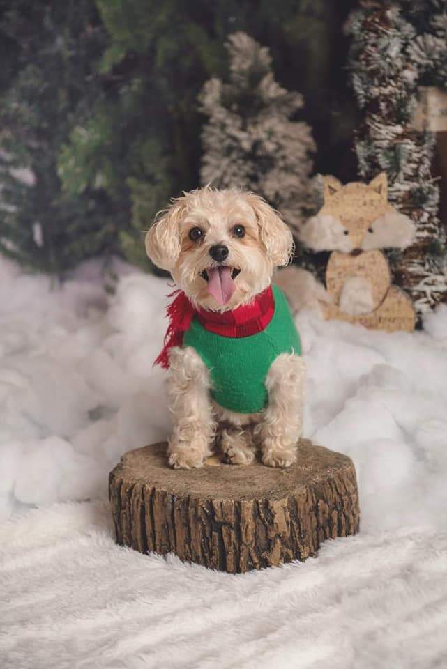 Katebackdrop£ºKate Christmas Trees Farm Snow Backdrop for Photography Designed by Jenna Onyia