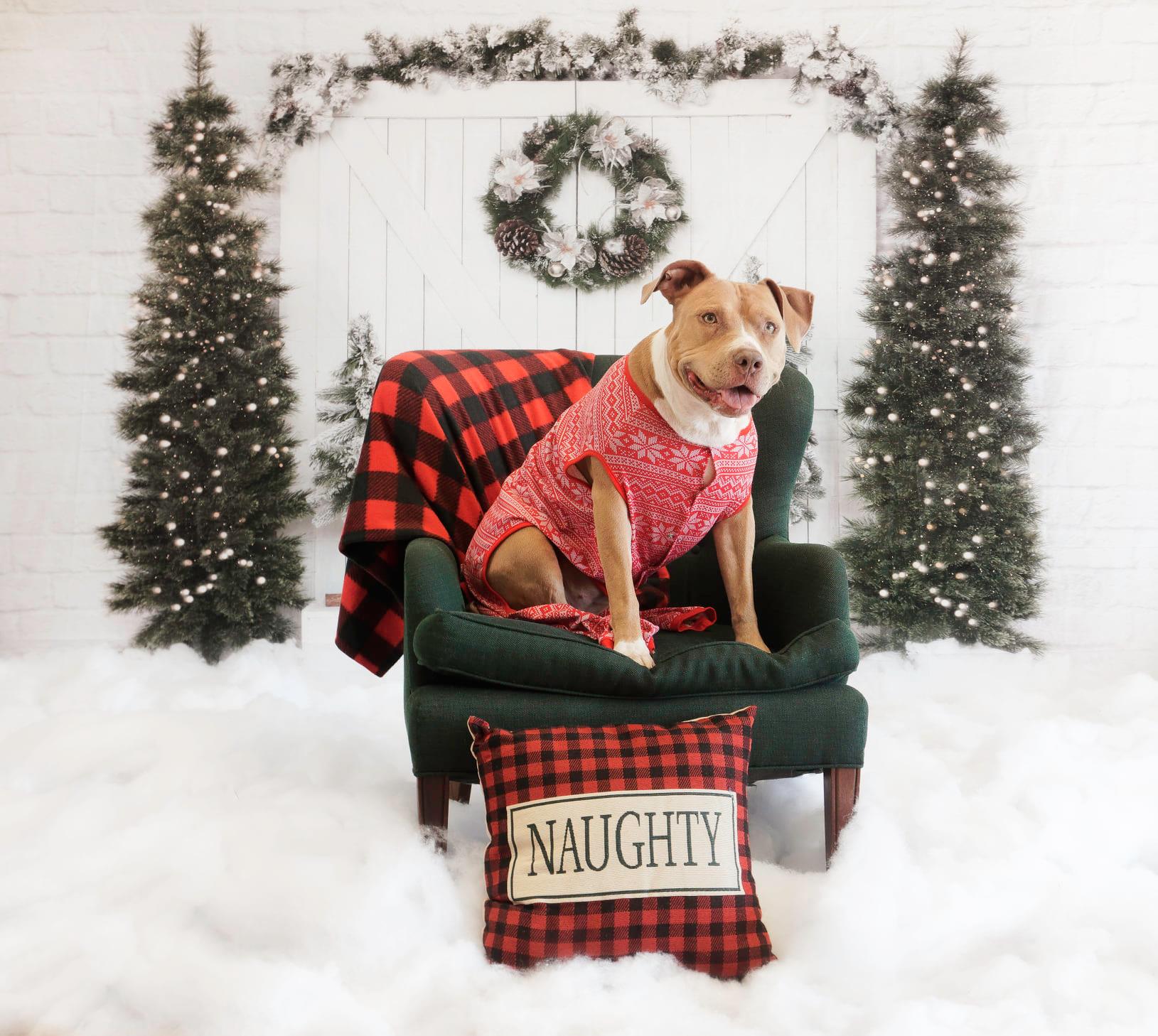 Kate Porte Grange Arbre de Noël Toile de fond conçue par Emetselch - Kate Backdrop FR