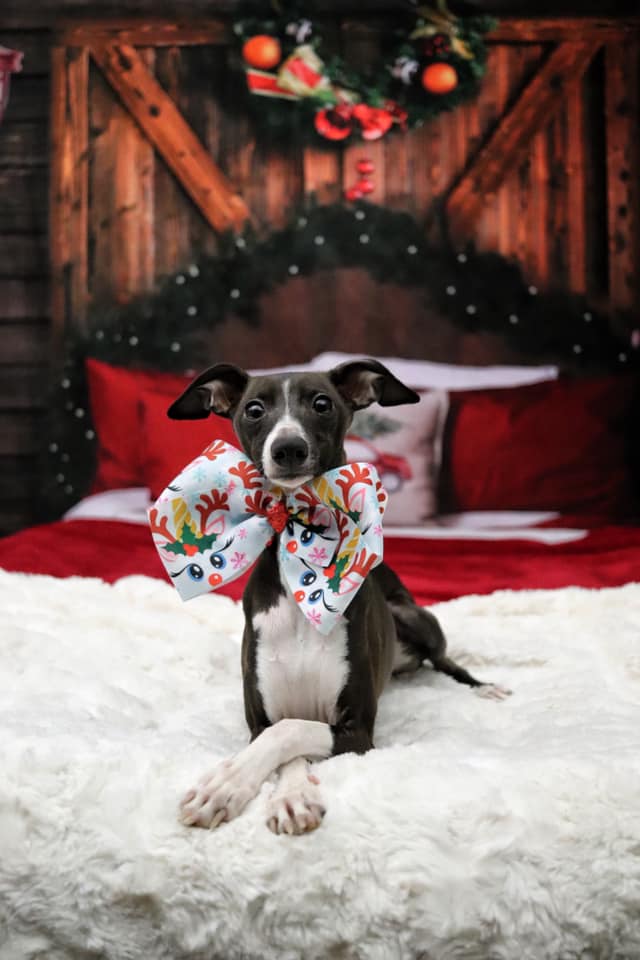 Kate Chalet Noël Porte de Grange Lit Rouge Oreiller Toile de Fond pour la Photographie - Kate Backdrop FR