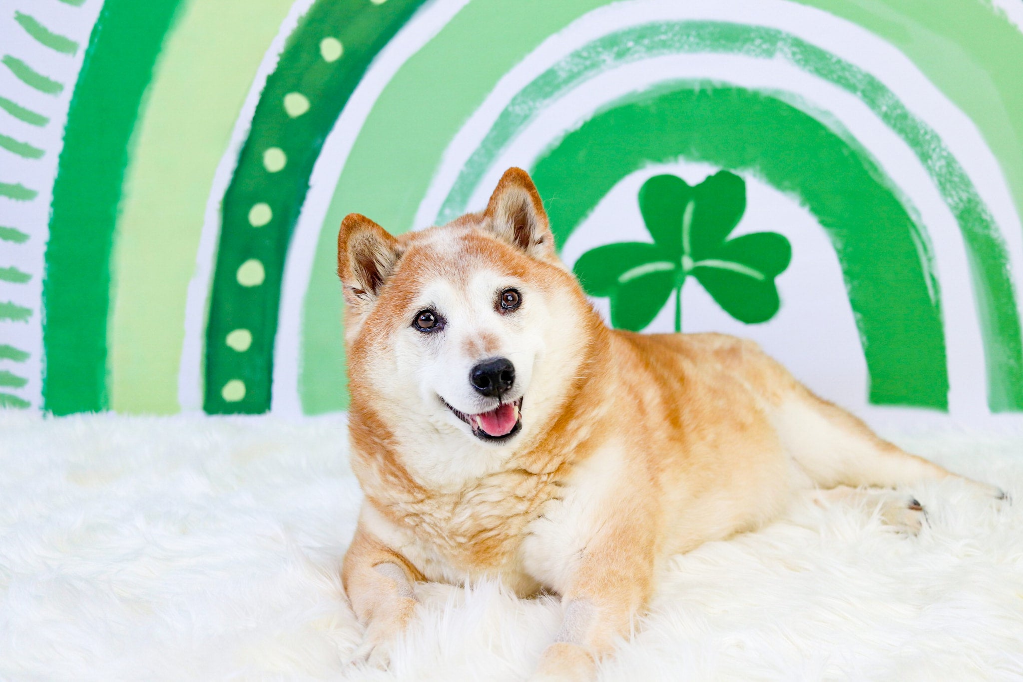 Kate St.Patrick's Day Toile de fond Rainbow Green Lucky Clover Conçu par GQ - Kate Backdrop FR