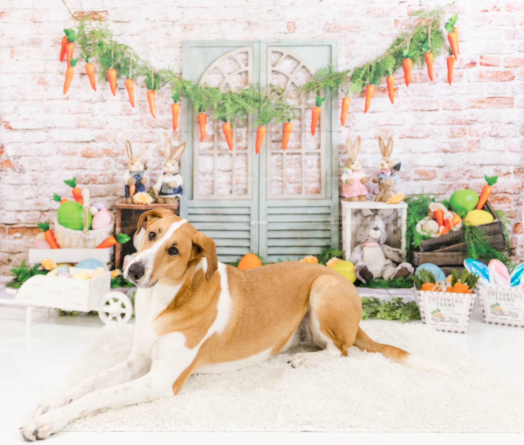Kate Carottes Lapin Pâques Œufs Toile de fond conçue par Emetselch - Kate Backdrop FR