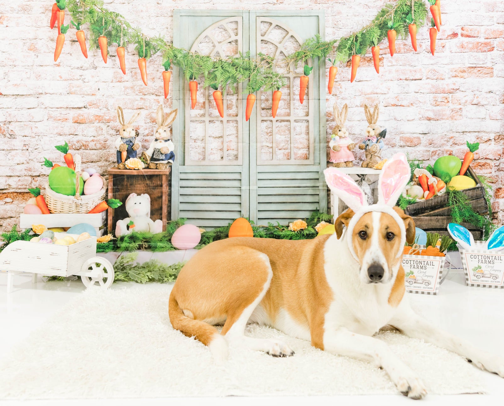 Kate Carottes Lapin Pâques Œufs Toile de fond conçue par Emetselch - Kate Backdrop FR