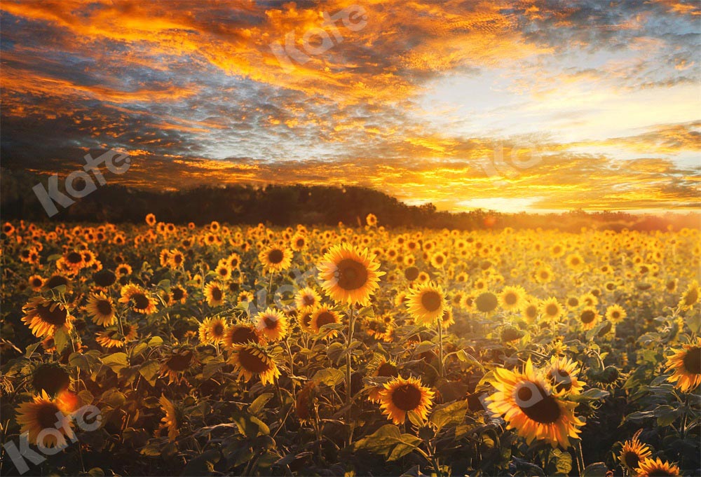 Kate Coucher de soleil Champ de tournesol Automne Toile de fond Conçu par Chain Photographie