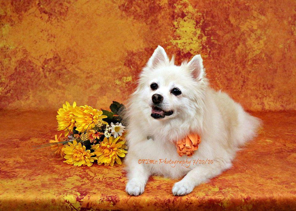 Kate Abstraite Or Orange Toile de fond conçue par Jia Chan Photographie - Kate Backdrop FR