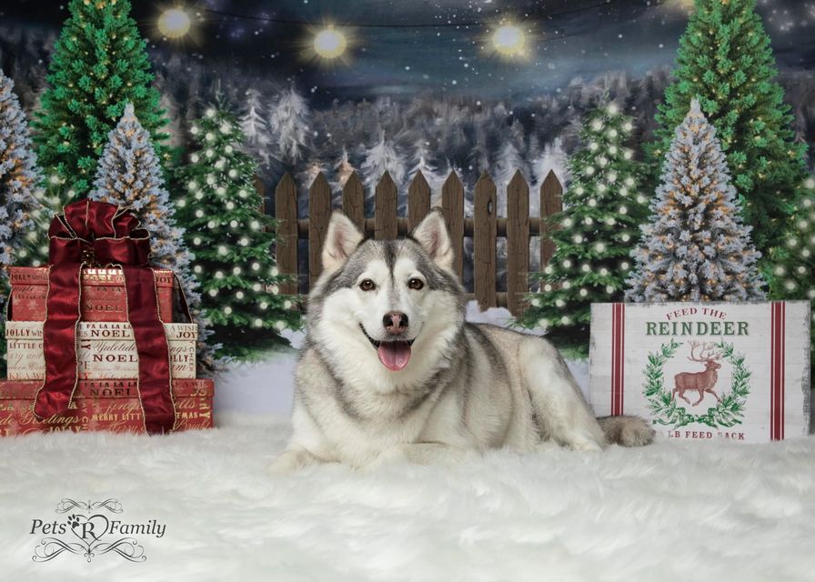 Kate Ferme de pins Nuit Noël Lune Toile de fond conçue par Jerry_Sina - Kate Backdrop FR