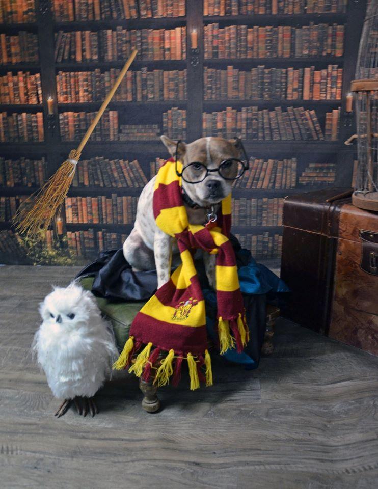 Kate bibliothèque étagère retour à l'école/graduation fond conçu par JS Photographie - Kate Backdrop FR