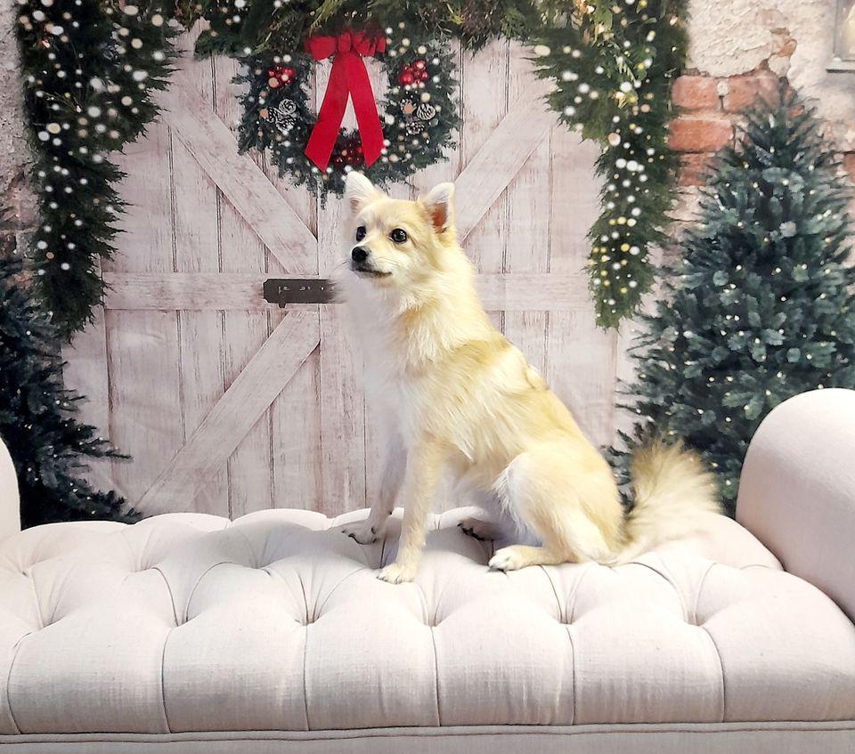 Kate Porte Mur de briques Toile de fond Arbres de Noël conçue par la photographie JS - Kate Backdrop FR