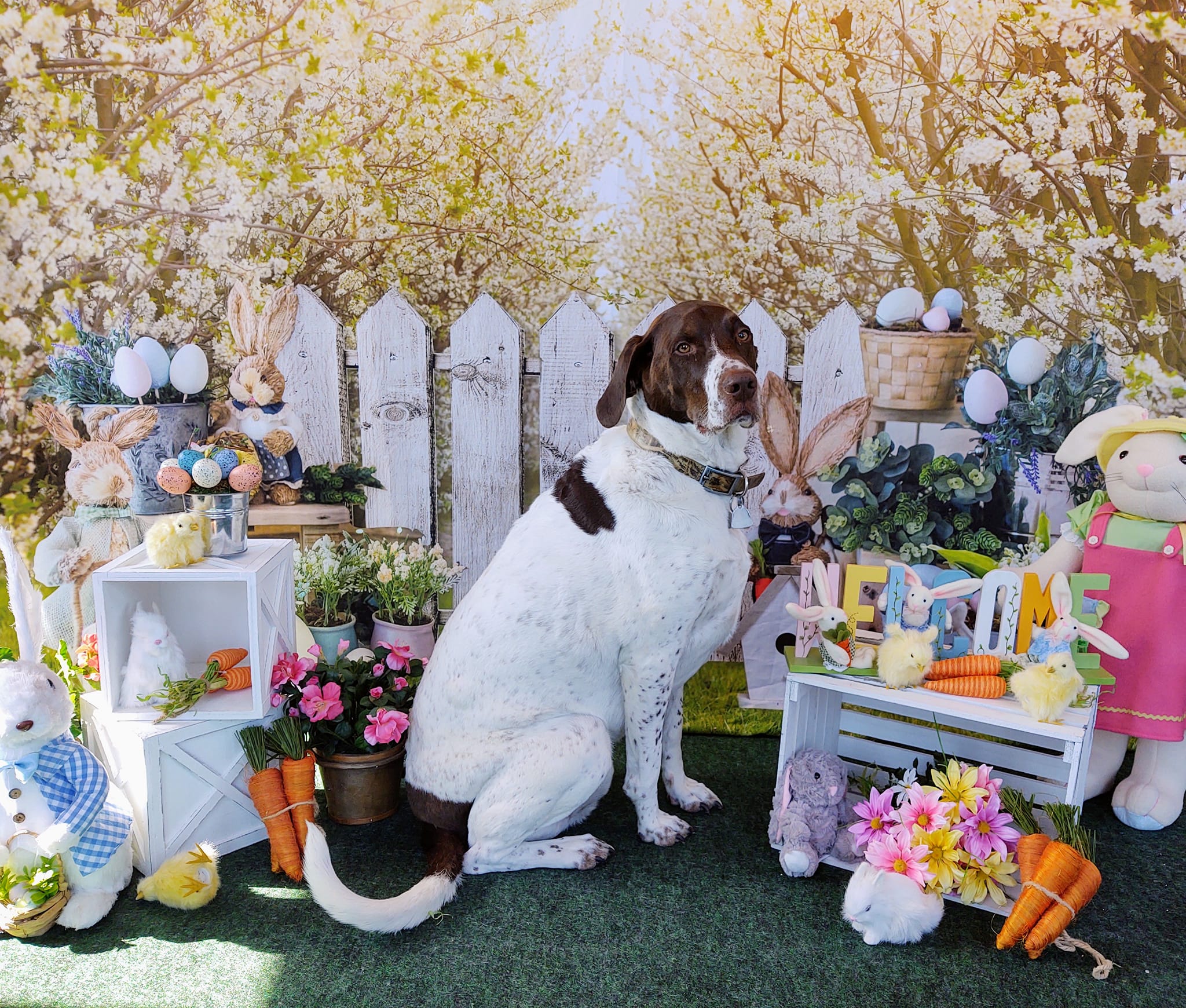 Kate Jardin Prairie Lapin Printemps Pâques Toile de fond pour la photographie - Kate Backdrop FR