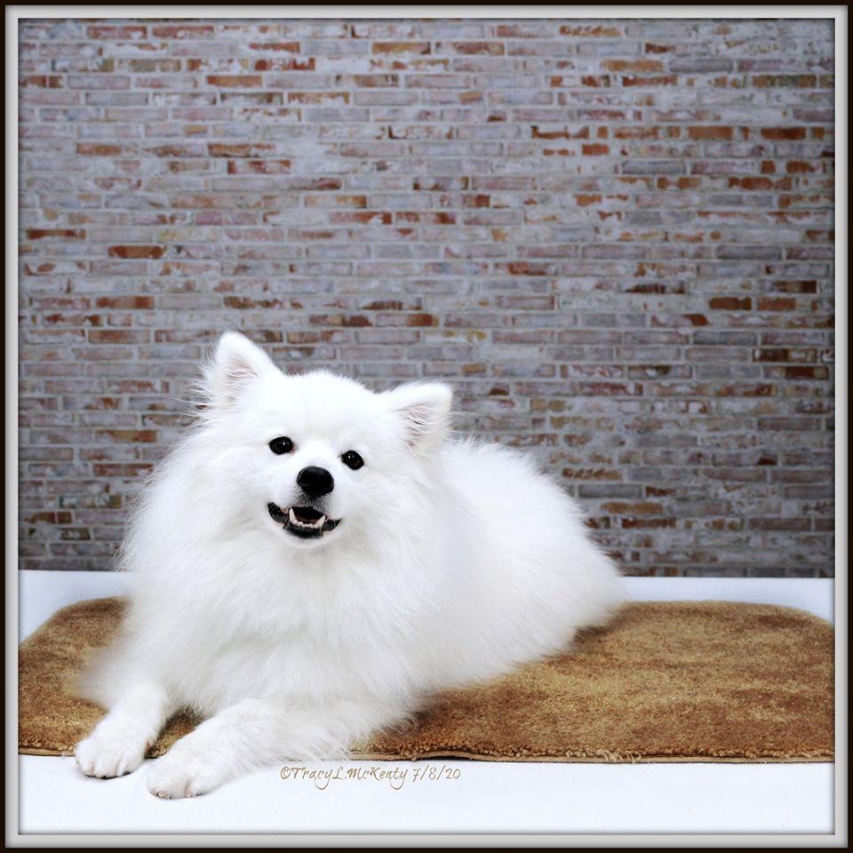 Kate mur rétro en toile de fond en brique conçu par Jia Chan Photographie - Kate Backdrop FR