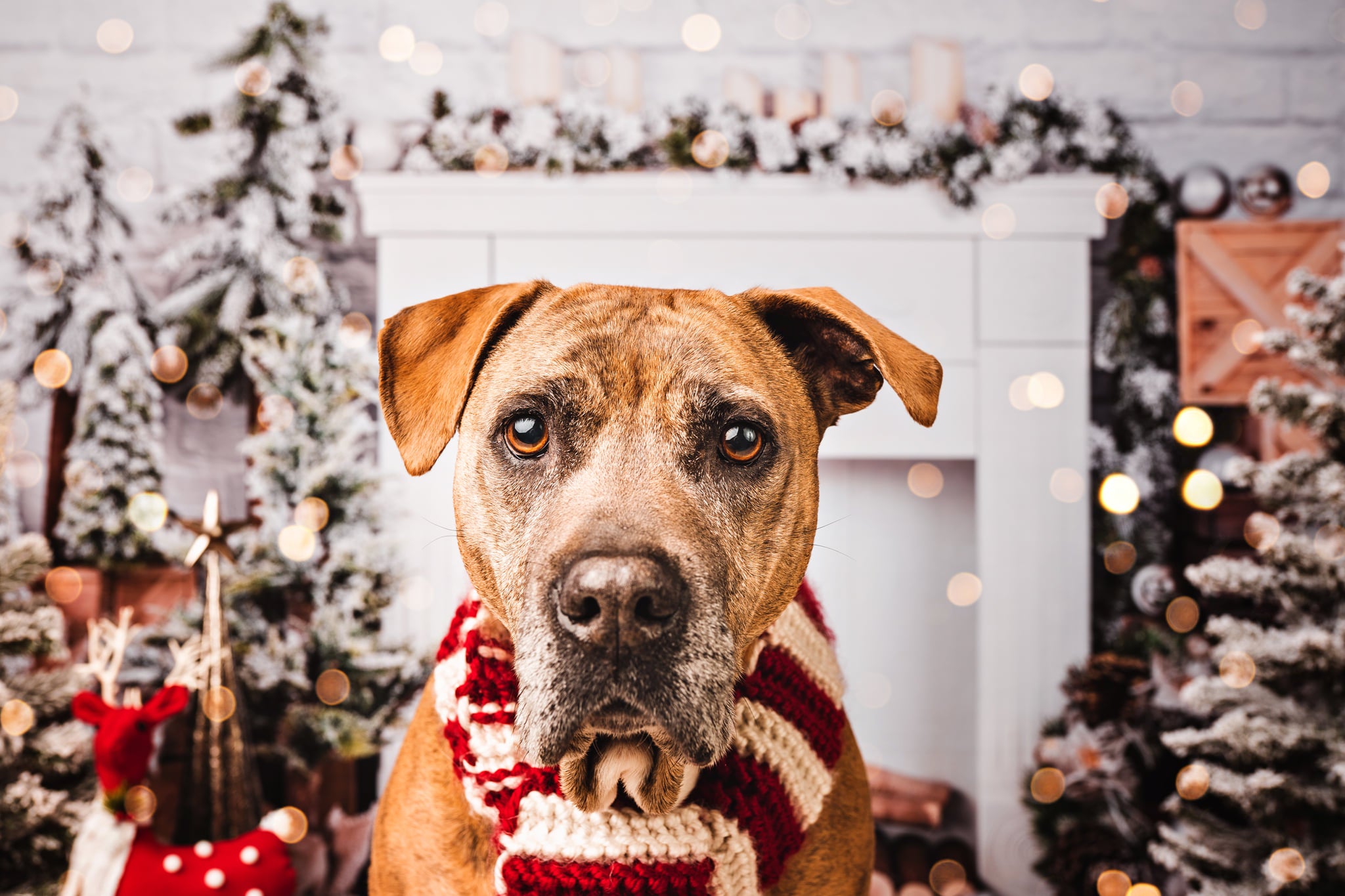 Kate Cheminée Mur de briques Noël Blanc Toile de fond conçue par Emetselch - Kate Backdrop FR