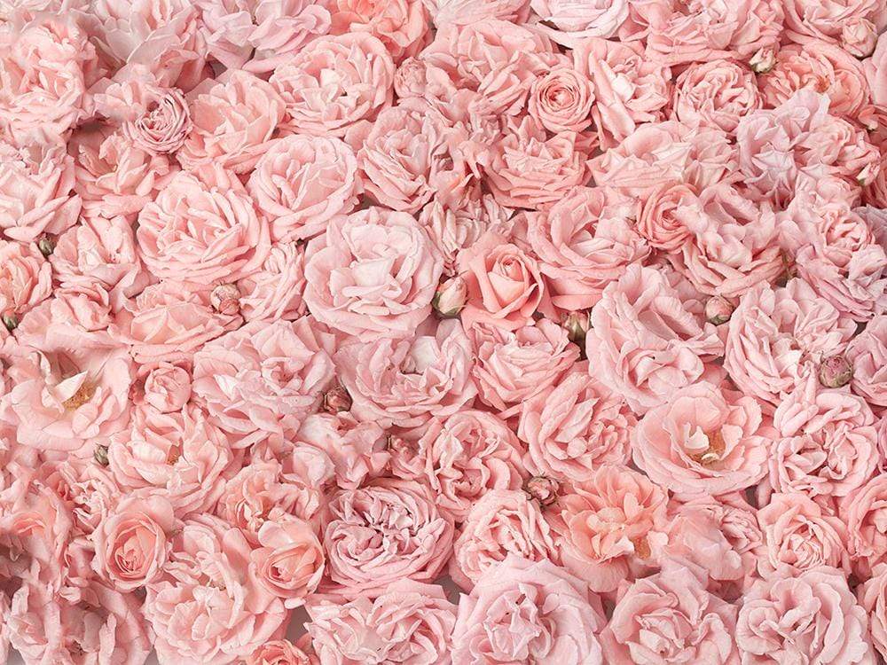 Katebackdrop¡êoKate Pink Rose Floral Backdrop Wedding Photography Backgrounds Photo Photography Studio Props