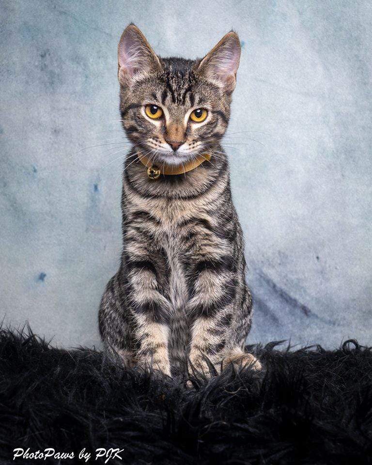 Katebackdrop£ºKate Soft Color Abstract Texture Backdrop for Photos