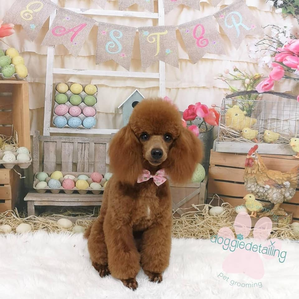 Kate Oeufs colorés Joyeuses Pâques Toile de fond pour la photographie - Kate Backdrop FR