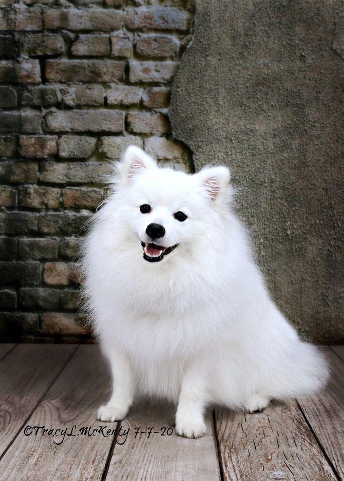 Kate mur de briques vintage en toile de fond pour la photographie - Kate Backdrop FR