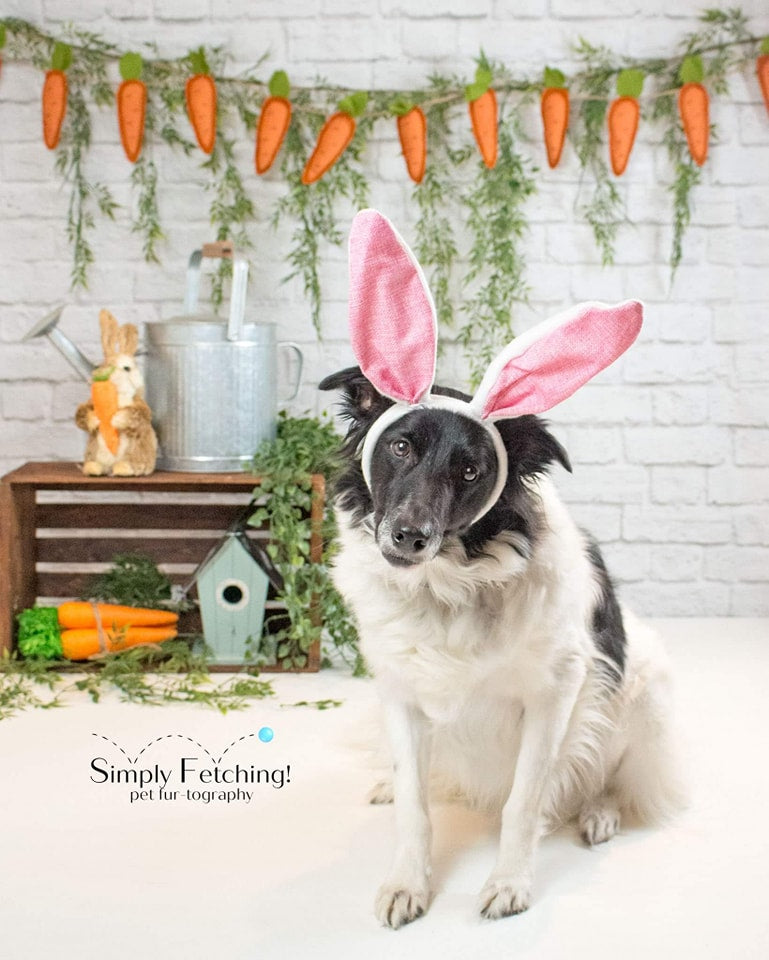 Kate Mur de brique Blanc Anniversaire Toile de fond pour la photographie - Kate Backdrop FR