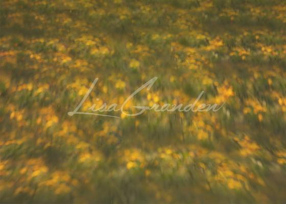 Kate Toile de fond Plancher Verger Jaune pour la photographie conçue par Lisa Granden - Kate Backdrop FR
