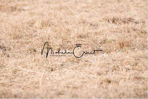 Katebackdrop£ºKate Autumn Tundra grass Backdrop Designed By Michele Ernst Photography