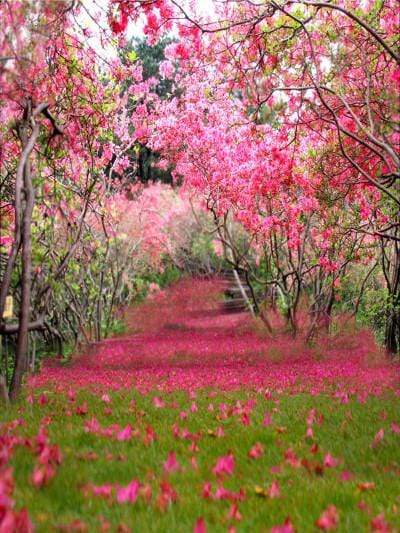 Katebackdrop:Kate Spring Scenery Partially Blurred Rose Red Flower Tree Valentine's Day Backdrop Photography