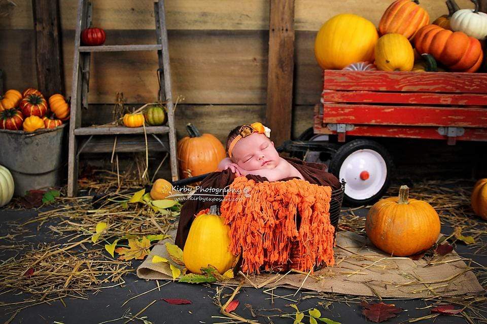 Katebackdrop£ºKate Pumpkin Harvest Backdrop Autumn and Halloween designed by Arica Kirby