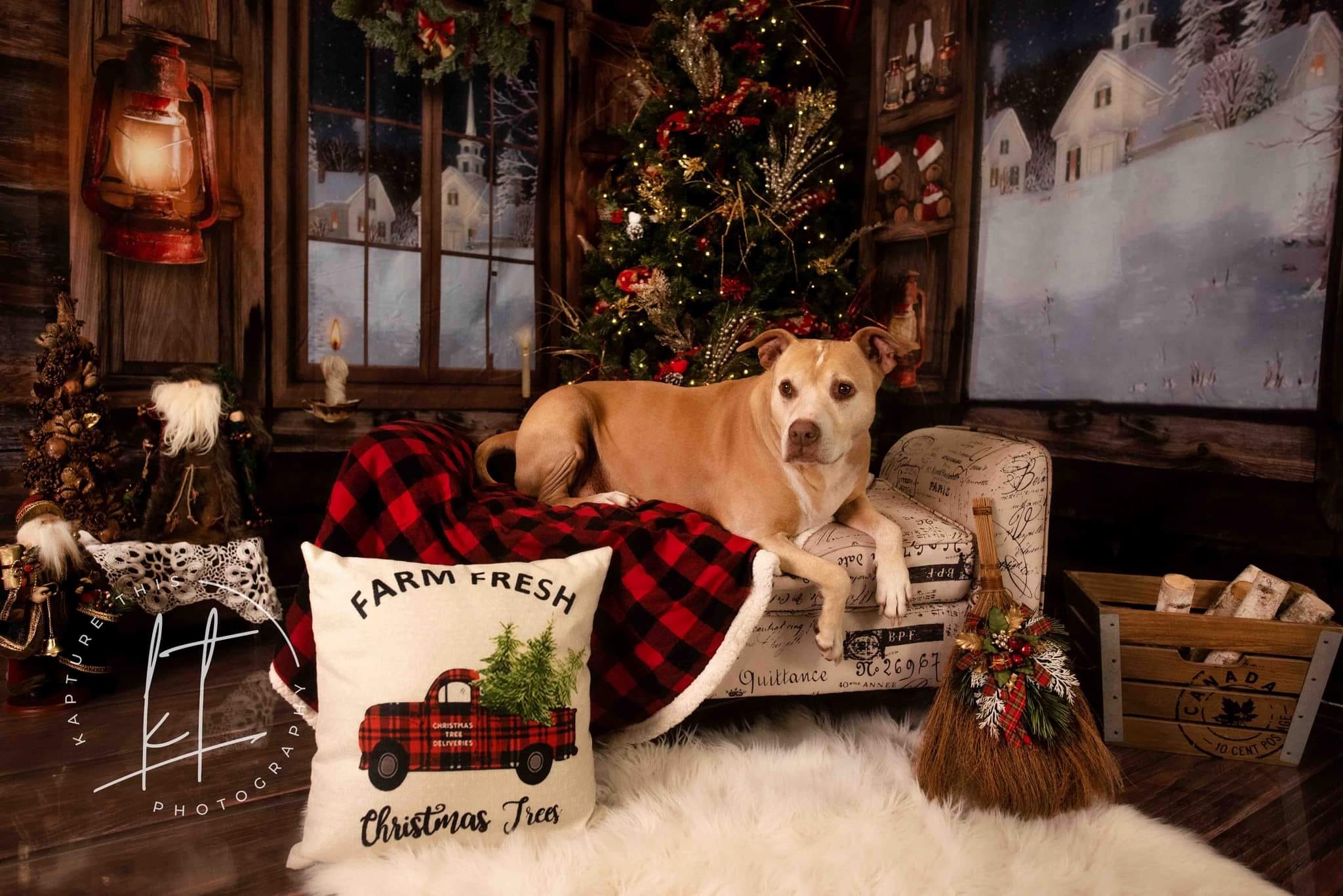 Kate Fenêtres Intérieur Bois Noël Ensemble de chambre (8pix8pi&10pix8pi&8pix10pi) - Kate Backdrop FR