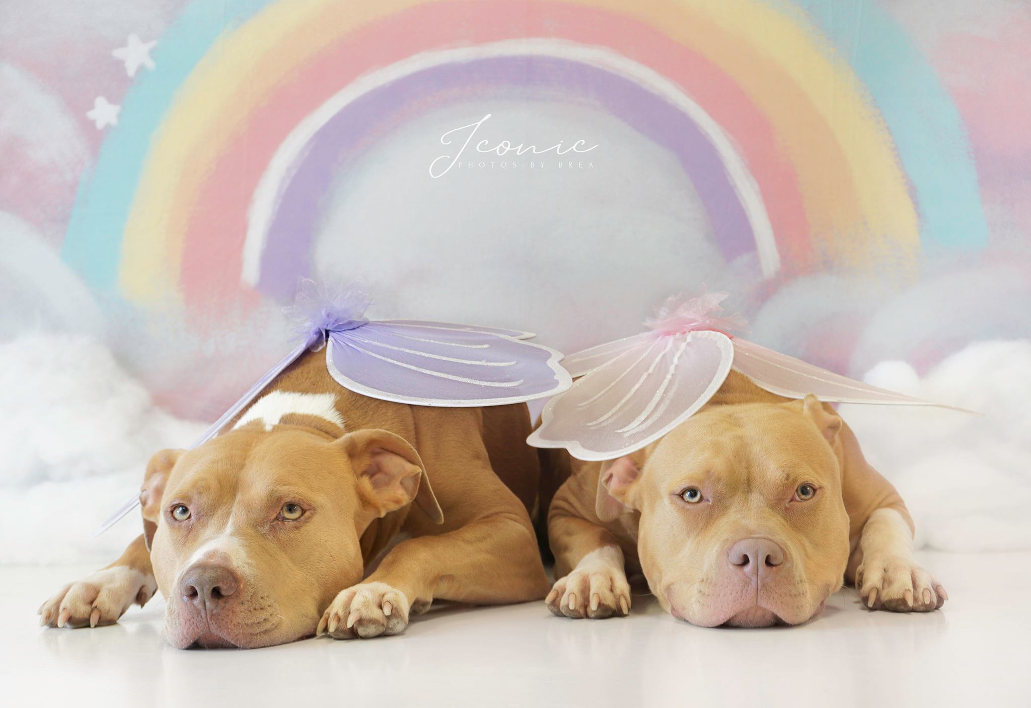 Kate Sweep Mur-à-Sol Cake smash Arc-en-ciel Toile de fond conçue par Chain Photographie - Kate Backdrop FR