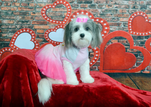 Kate Plancher en bois Mur Amour La Saint-Valentin Toile de fond pour la photographie - Kate Backdrop FR