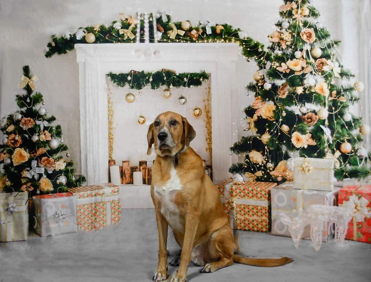 Katebackdrop£ºKate Christmas Decorations Presents Fireplace Backdrop