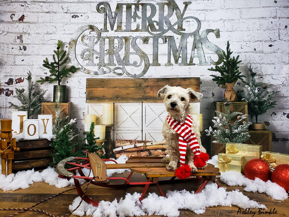 Kate Cheminée Mur de briques Noël Toile de fond conçue par Mandy Ringe Photographie