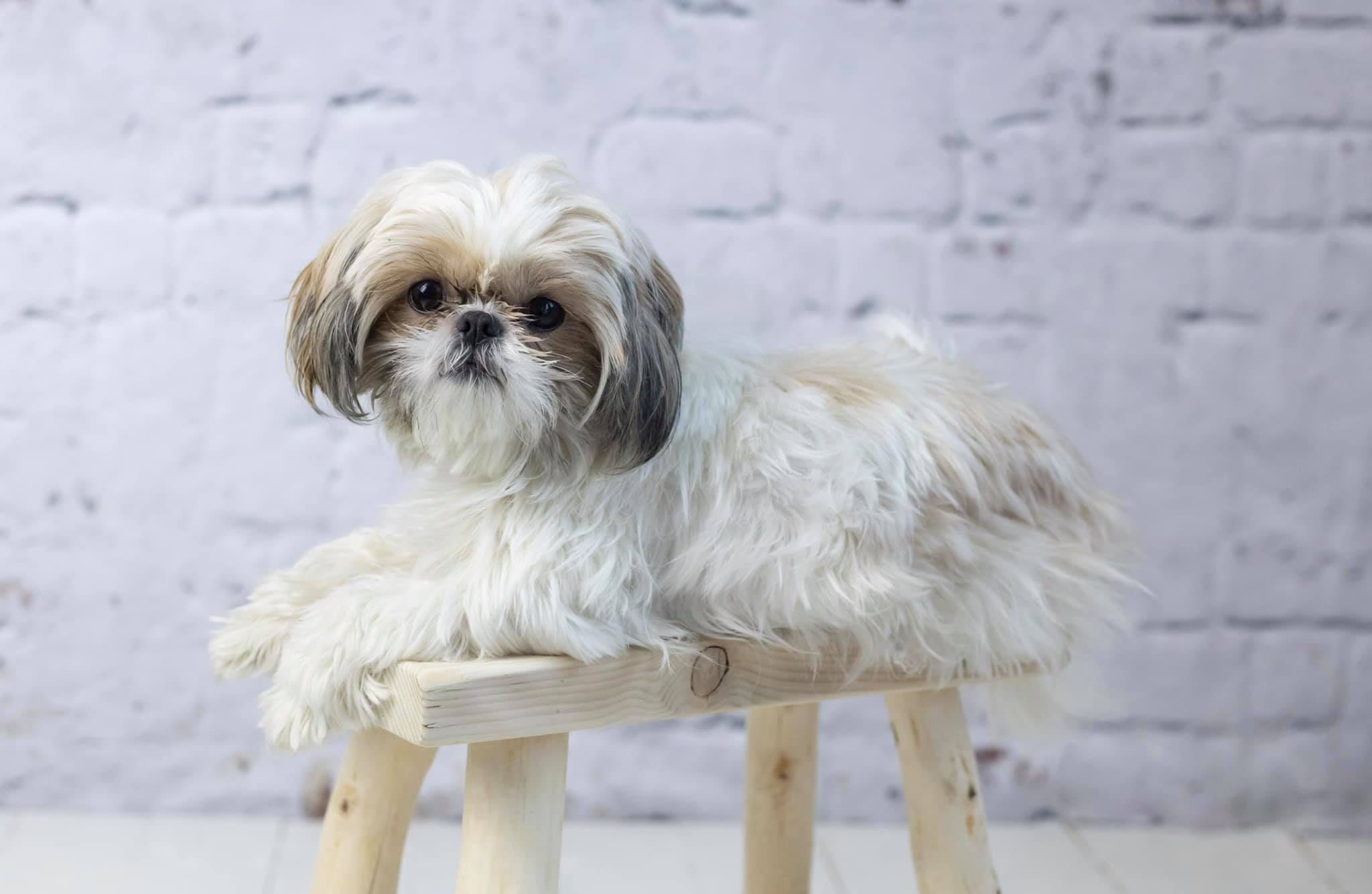Katebackdrop£ºKate Retro White Brick Wall Backdrop for Photography