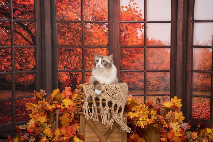 Kate Automne Feuilles à l'extérieur Fenêtre Toile de fond pour la photographie - Kate Backdrop FR