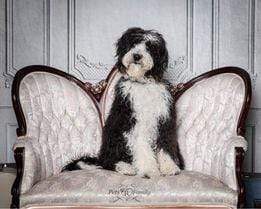 Kate Porte murale Vintage Gris Toile de fond pour la photographie - Kate Backdrop FR